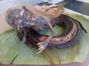 人头蛇身的图片,人头蛇身图鉴揭秘