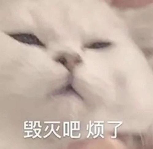 薛不惠表情包